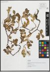 Foto von Salix alpina Scop.